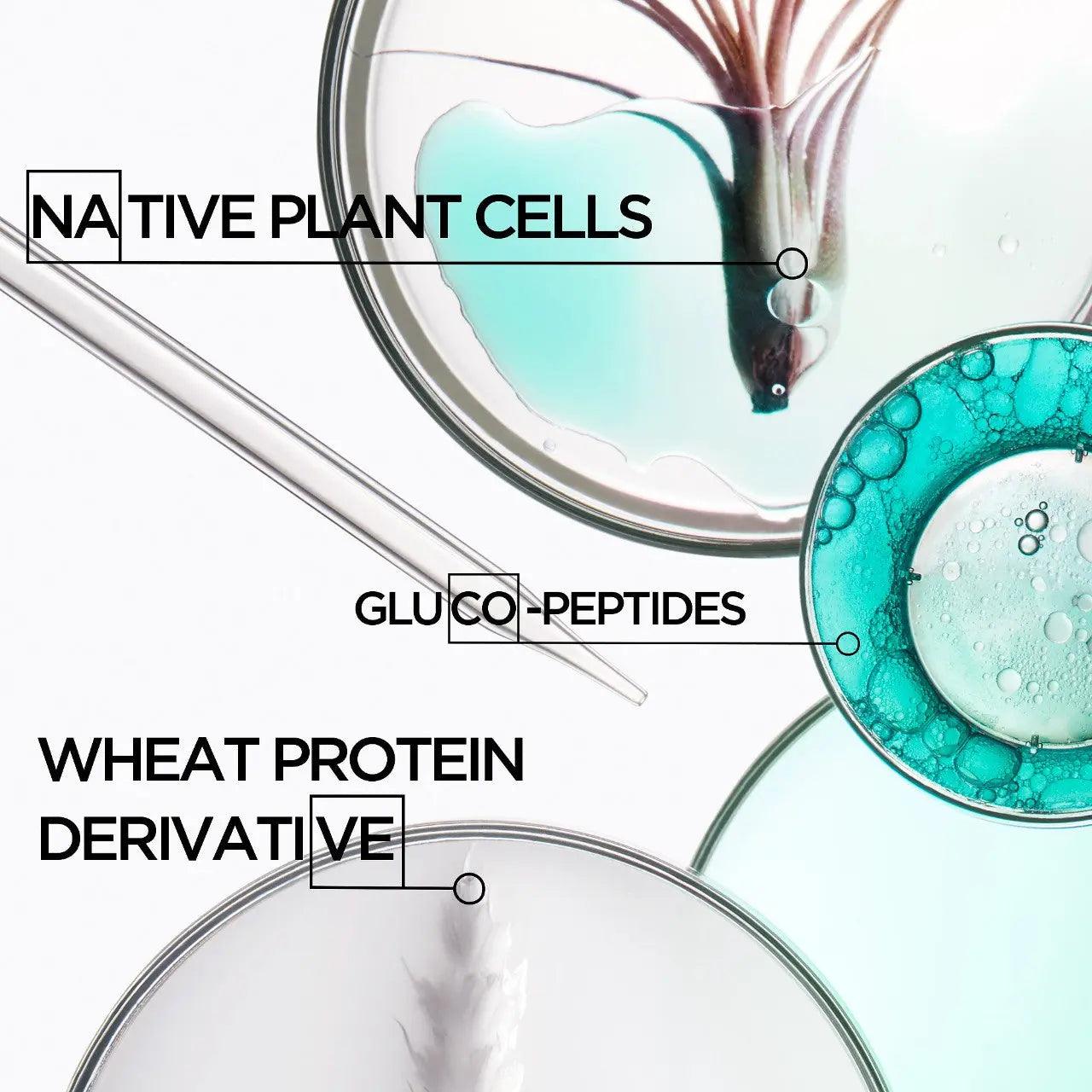 Close-up of scientific ingredients: native plant cells, glucoperptides, and wheat protein derivative in petri dishes.