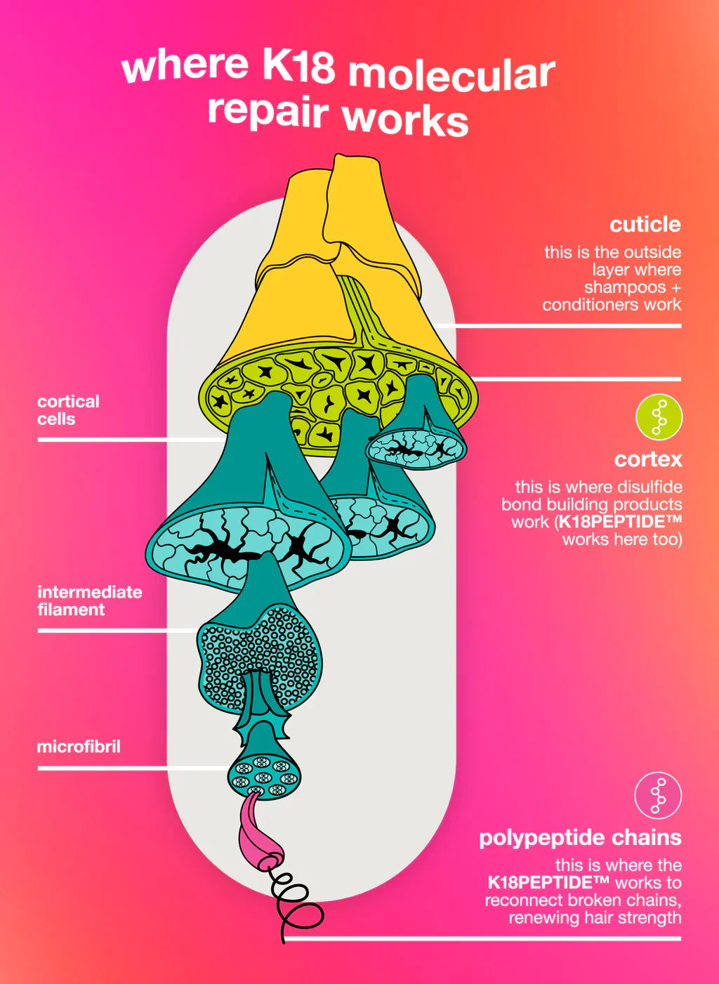 Diagram showing where K18 molecular repair works in hair structure, highlighting cuticle, cortex, and polypeptide chains.