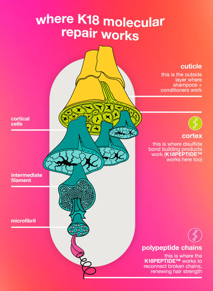 Diagram showing where K18 molecular repair works in hair structure, highlighting cuticle, cortex, and polypeptide chains.