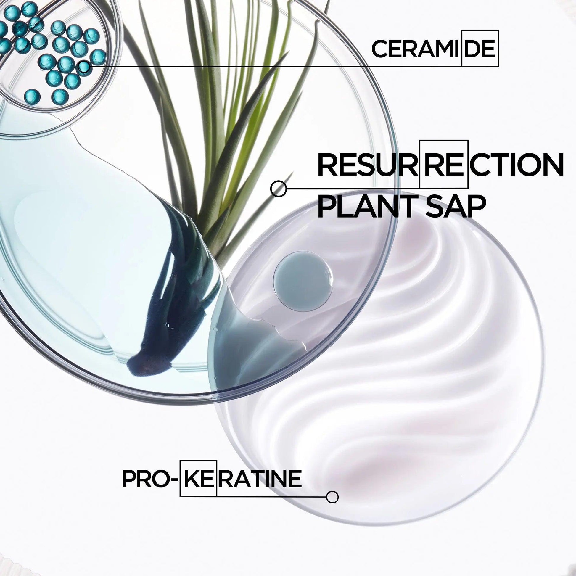 Hair care ingredients including ceramide, resurrection plant sap, and pro-keratine in laboratory petri dishes.