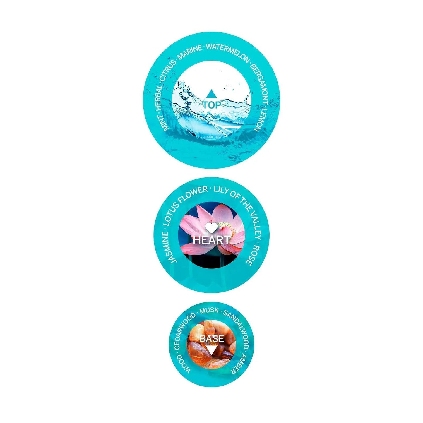 Fragrance scent notes chart with top, heart, and base layers including herbal citrus, floral, and wood scents.